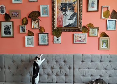 Kočičí kavárna Bystrokočko