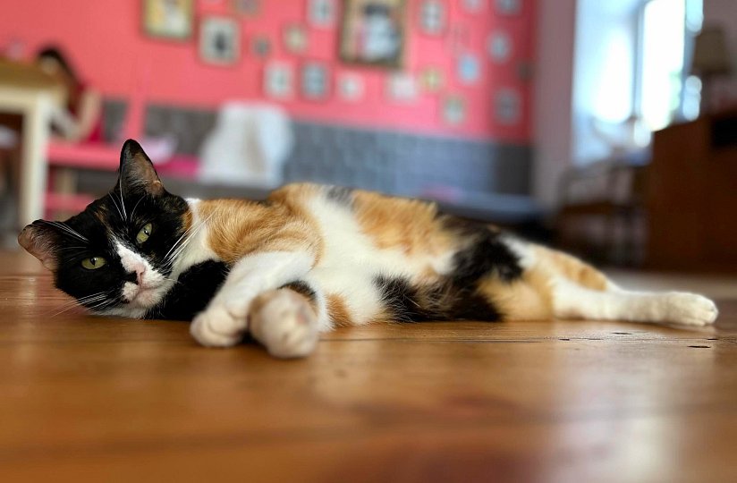 Kočičí kavárna Bystrokočko